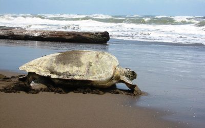 Sea Turtle Conservation in Costa Rica - Volunteer Programs | GVI UK