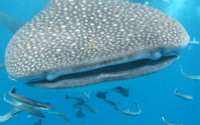 Indian Ocean Marine Conservation and PADI Divemaster Internship | GVI UK