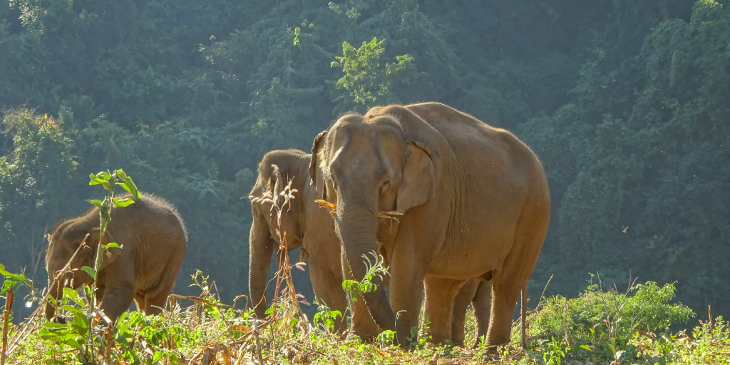 volunteer on GVI's Thailand elephant reintegration project in Chiang Mai and contribute to the conservation of elephants