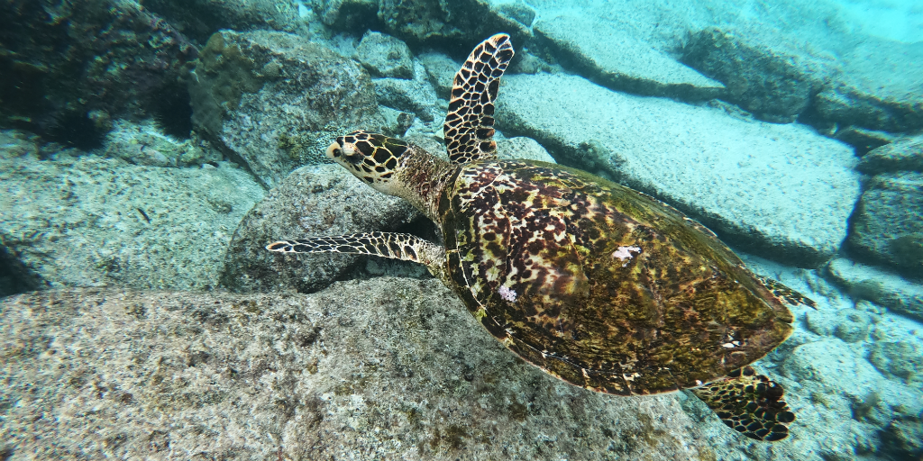 sea turtles need to be conserved too