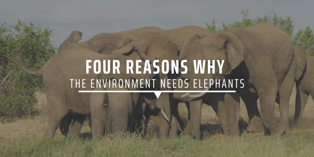 Four reasons why the environment needs elephants | GVI UK