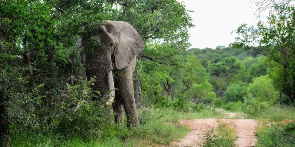 Four reasons why the environment needs elephants | GVI UK