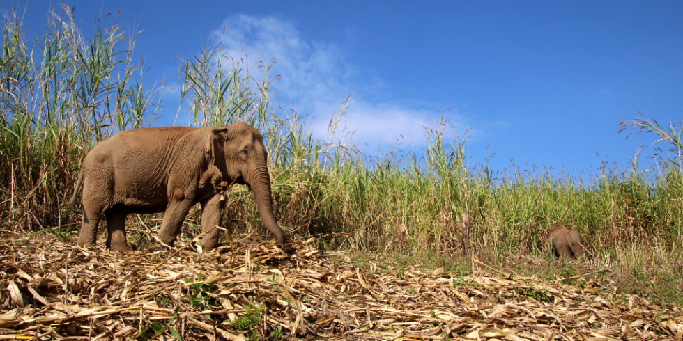 Four reasons why the environment needs elephants | GVI UK