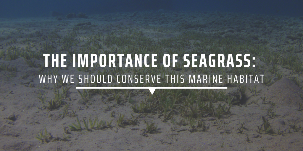 The importance of seagrass: Why we should conserve this marine habitat
