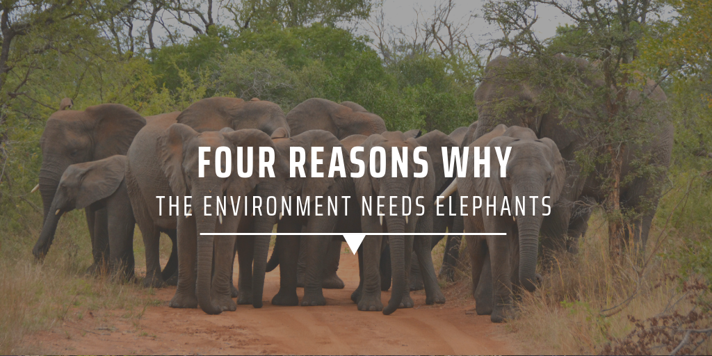 Four reasons why the environment needs elephants | GVI USA