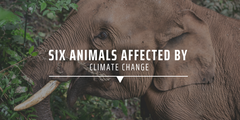 Six animals affected by climate change | GVI USA